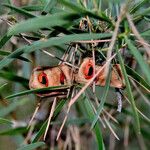 Acacia cyclops Фрукт