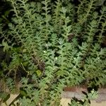 Sedum diffusum Delienn