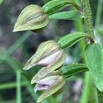 Epipactis helleborineFlower