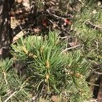 Pinus edulis Hoja