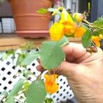 Impatiens capensis Blüte