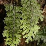 Hymenophyllum dimidiatum List