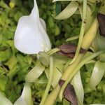 Angraecum eburneum Cvet