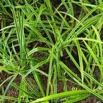 Carex morrowiiLevél