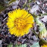 Tussilago farfara花