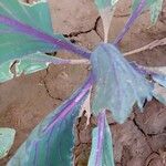 Brassica oleracea ഇല