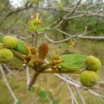 Guettarda scabra Fruit