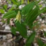 Uvularia perfoliata Floro