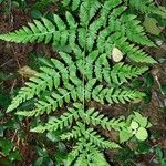 Gymnocarpium dryopteris Blatt