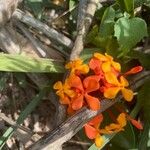 Ixora chinensisFlor