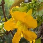 Dolichandra unguis-cati Kvet