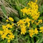 Senecio ampullaceus Flower