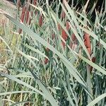 Typha latifolia Feuille