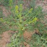 Echinophora tenuifolia 葉