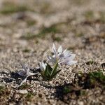 Colchicum hungaricum Hábito