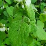 Platostoma hildebrandtii Feuille