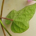 Ipomoea tiliacea 葉