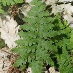 Dryopteris pallida आदत