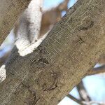 Senegalia mellifera Bark