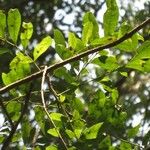Matayba elaeagnoides Leaf