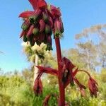 Beschorneria yuccoides Цвят