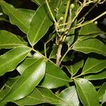 Amyris pinnata Leaf
