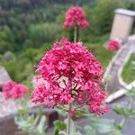 Centranthus lecoqiiFlower