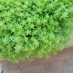 Sedum japonicum Hoja