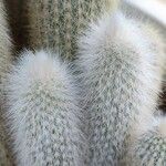 Cleistocactus strausii 葉