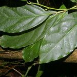 Ocotea laetevirens Hoja