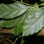 Ocotea laetevirens Feuille