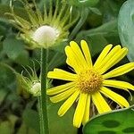 Doronicum pardalianches Квітка