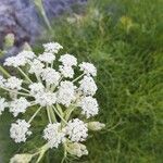 Seseli parnassicum Flor