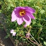 Dahlia merckii Flower