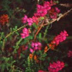 Erica ciliaris Fiore