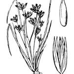 Juncus pygmaeus Övriga