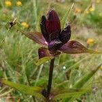 Gentiana purpurea Flower