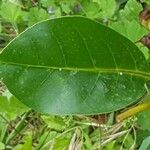 Solandra maxima Leaf