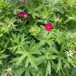 Callirhoe digitata Ліст