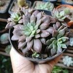 Graptopetalum rusbyi ഇല