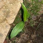 Siphonochilus kirkii Leaf