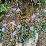 Globularia vulgaris फूल