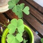 Oxalis debilis 葉