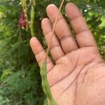 Capparis flexuosa Fruit