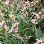 Monarda punctata Vekstform