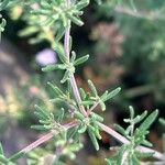 Frankenia ericifolia Листок