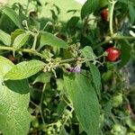 Capsicum pubescens Λουλούδι