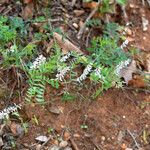 Vicia caroliniana 形态