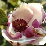 Magnolia × soulangeana Flower