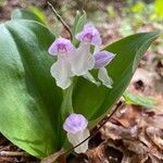 Galearis spectabilis Flower